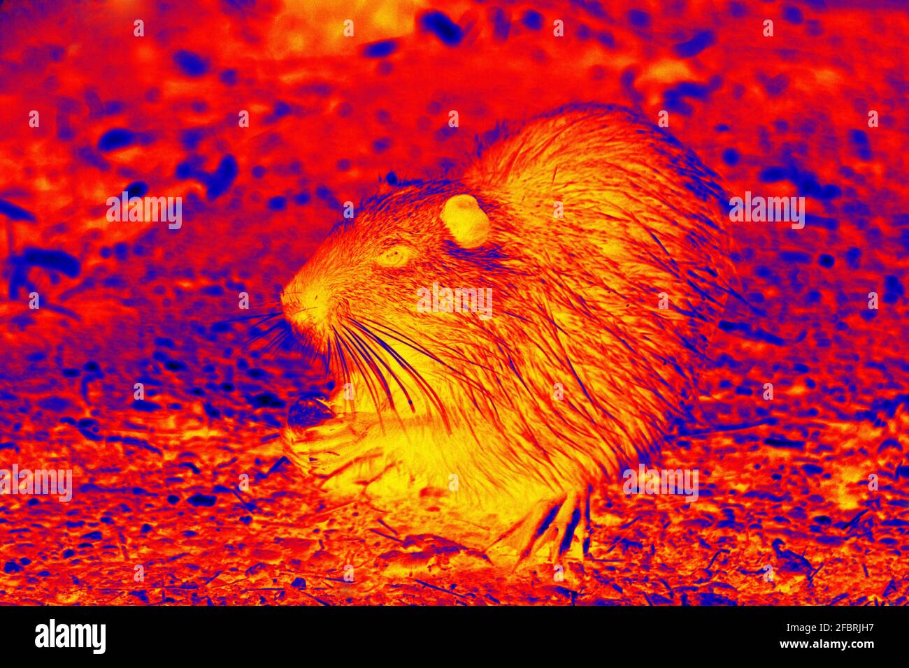 Wild nutria night feeding in scientific high-tech thermal imager on night background. Demonstration of chewing mechanics in a rodent with elongated in Stock Photo