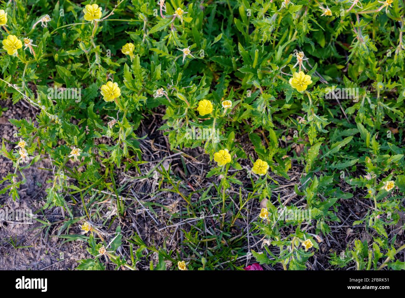 Evening-primroses  Oenothera is a genus of about 145 species of herbaceous flowering plants native to the Americas. are grown in a garden. Stock Photo