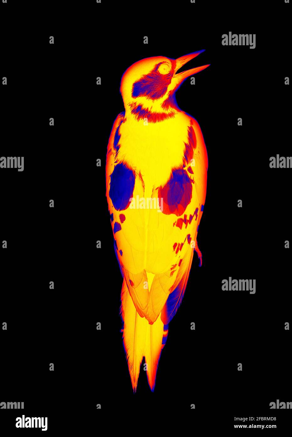 Woodpecker. Scanning the animal's body temperature with a thermal
