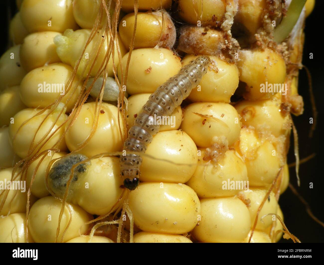 Caterpillar of The European corn borer or borer or high-flyer (Ostrinia nubilalis) on corn stalk. It is a moth of the family Crambidae. It is a one of Stock Photo