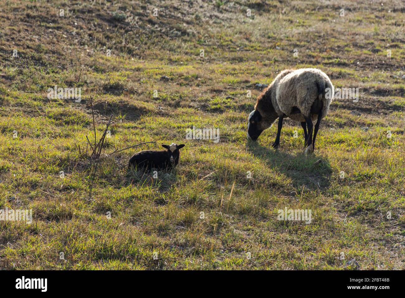 Curly haired sheep hires stock photography and images Alamy