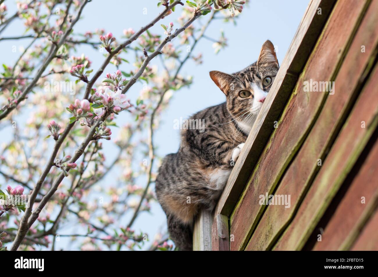 A female short-haired tabby cat (Felis catus) sitting on a wooden fence next to a blossoming apple tree (Malus domestica) Stock Photo