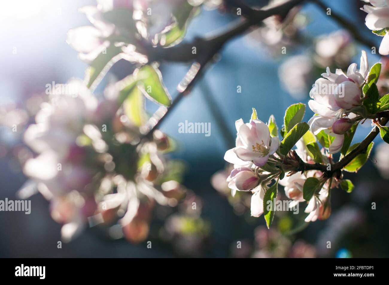 A colourful bokeh of a blossoming apple tree  (Malus domestica) Stock Photo