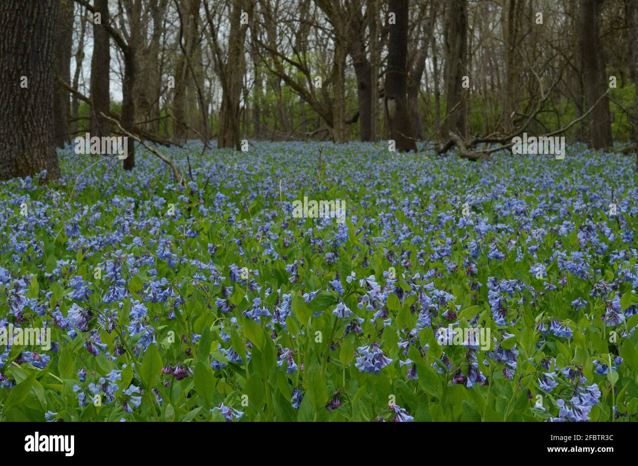 Blanket of Virginia Cowslip in a forest Stock Photo