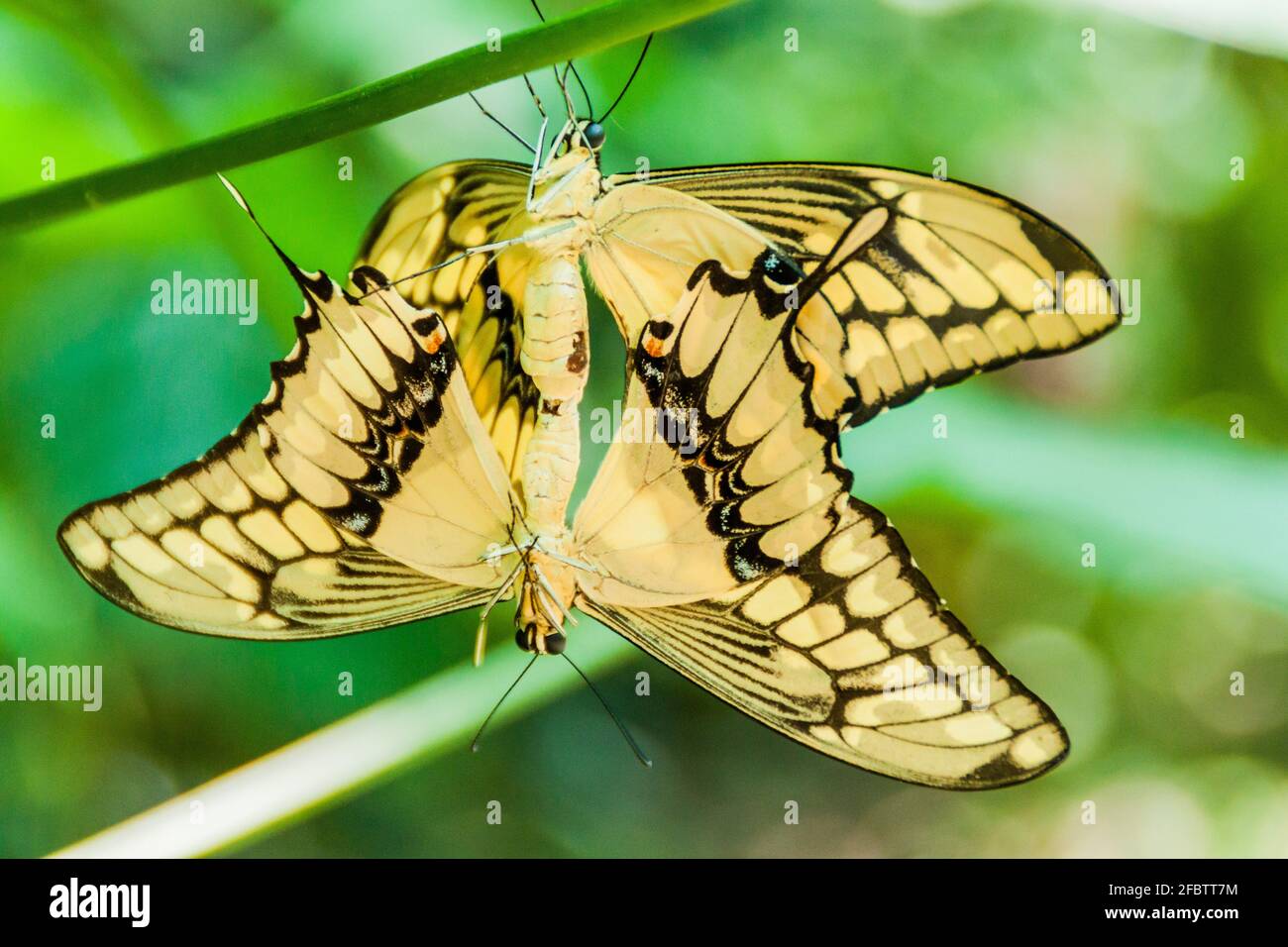 Pair of Heraclides thoas butterflies, Costa Rica Stock Photo