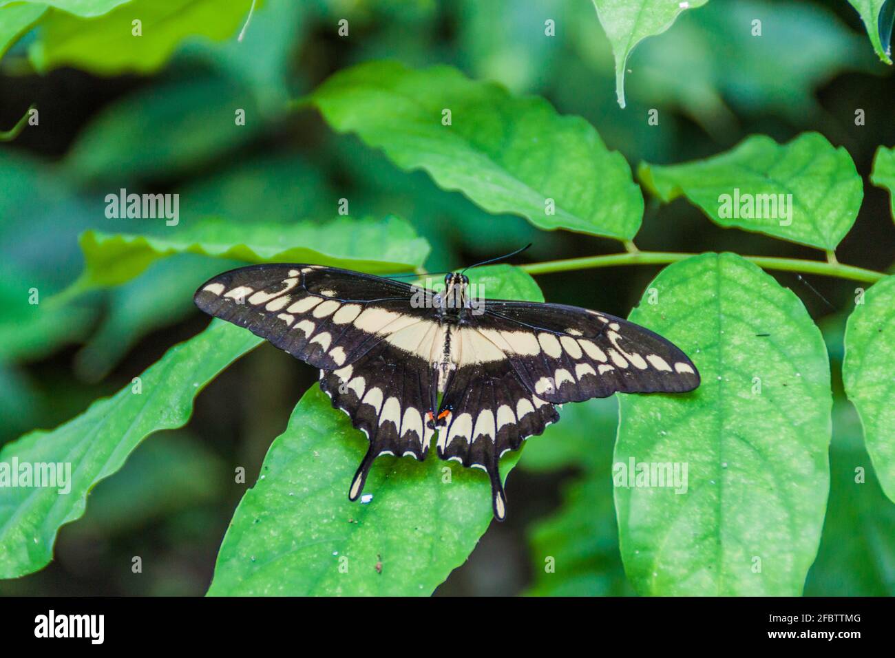 Heraclides thoas butterfly, Costa Rica Stock Photo