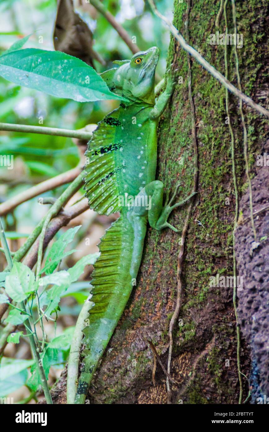 Plumed basilisk Basiliscus plumifrons , also called a green basilisk in a forest near La Fortuna, Costa Rica Stock Photo