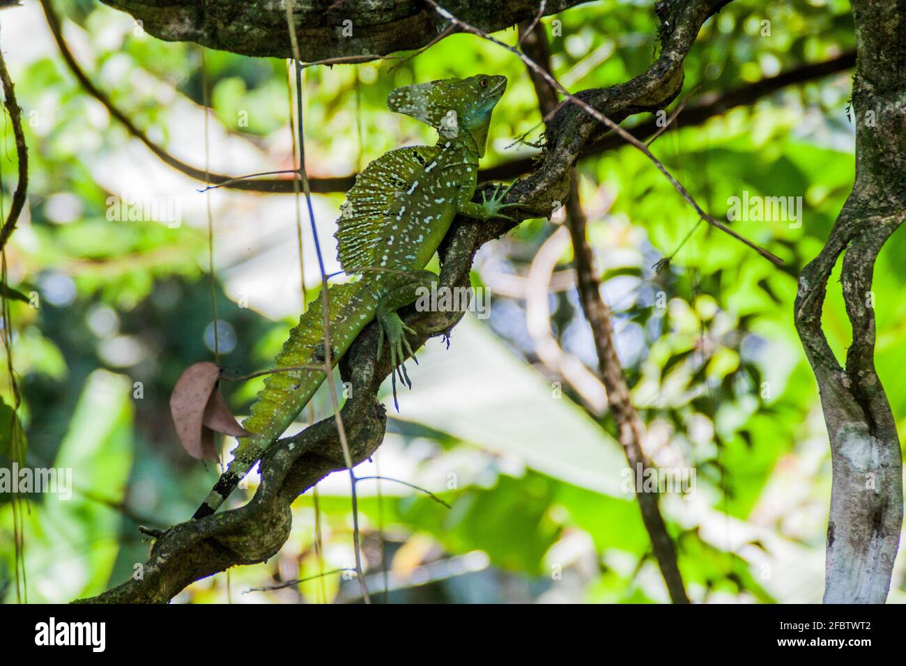 Plumed basilisk Basiliscus plumifrons , also called a green basilisk in a forest near La Fortuna, Costa Rica Stock Photo