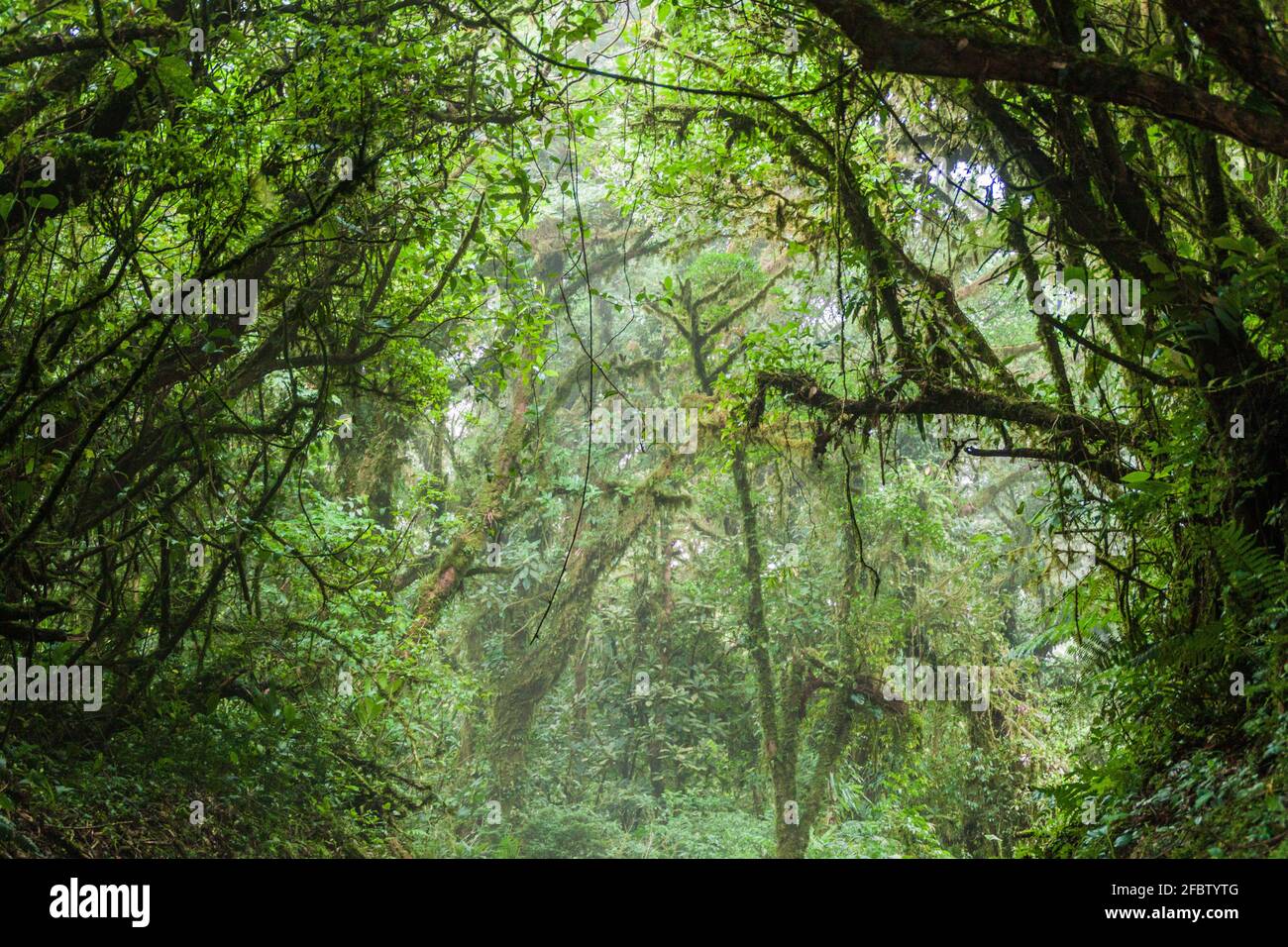 Cloud forest of Reserva Biologica Bosque Nuboso Monteverde, Costa Rica Stock Photo