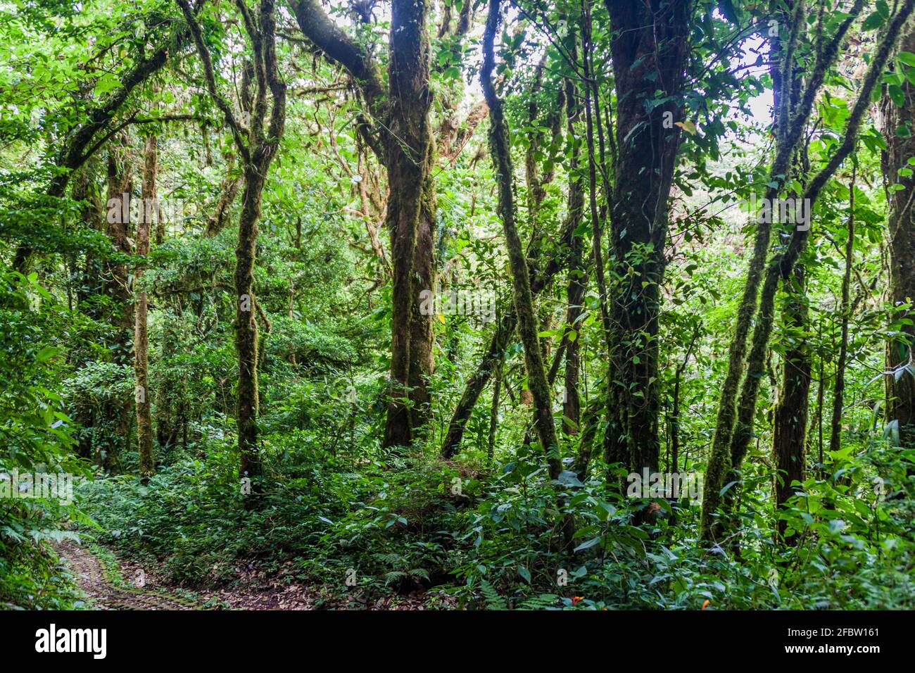 Cloud forest of Reserva Biologica Bosque Nuboso Monteverde, Costa Rica Stock Photo