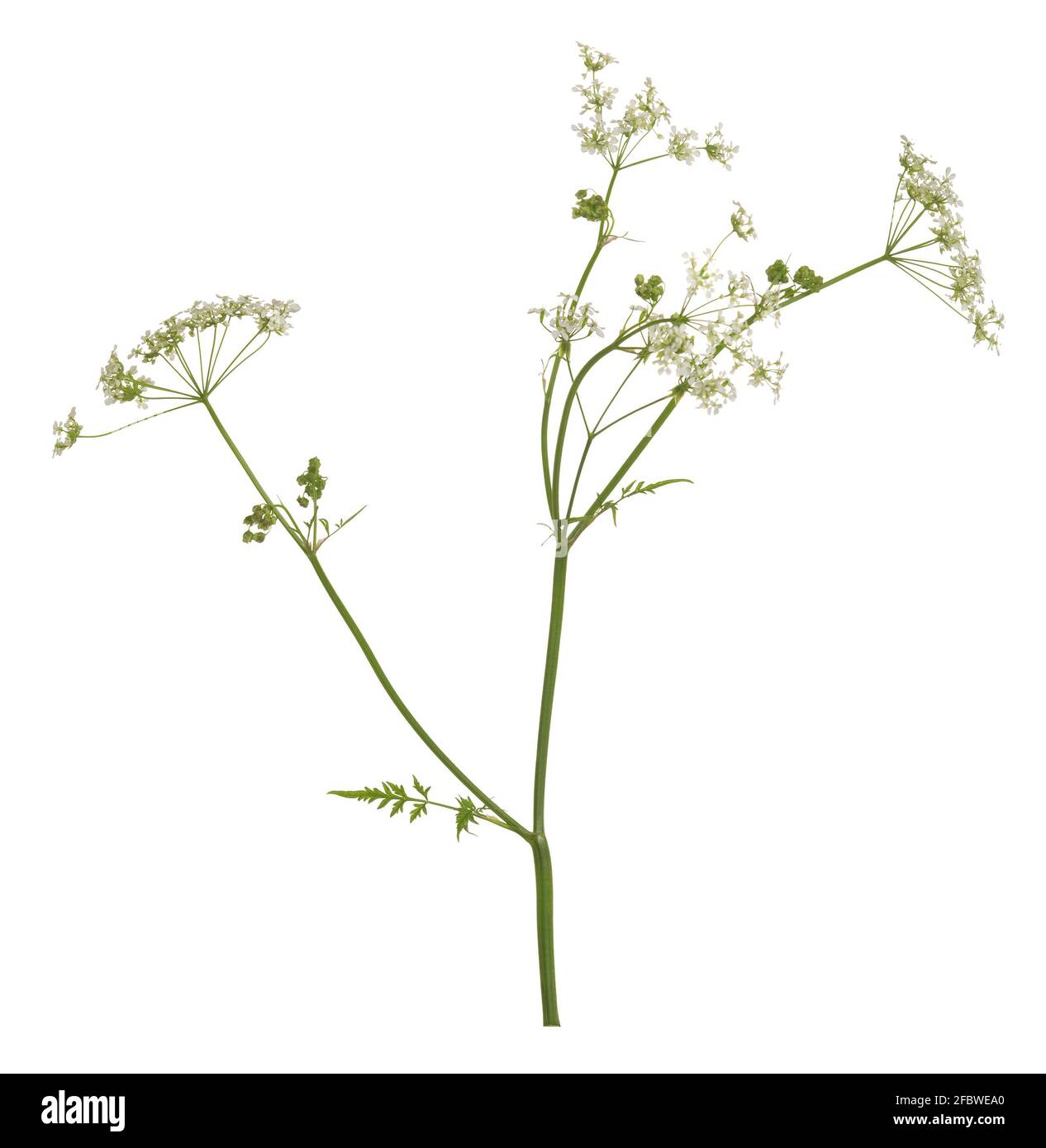Blooming caraway, Carum carvi isolated on white background Stock Photo