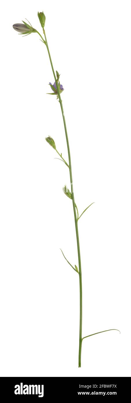 Peach-leaved bellflower, Campanula persicifolia not yet in bloom isolated on white background Stock Photo