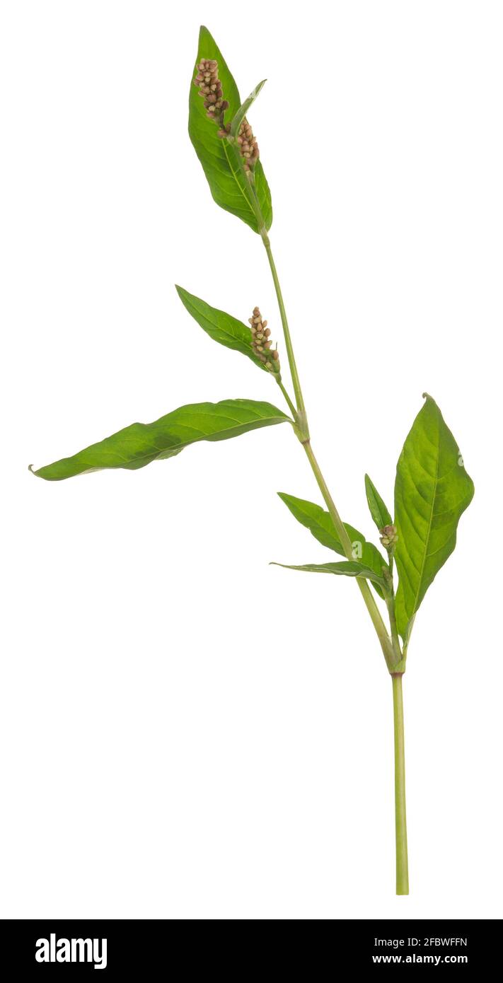 Knotweed, Persicaria plant isolated on white background Stock Photo