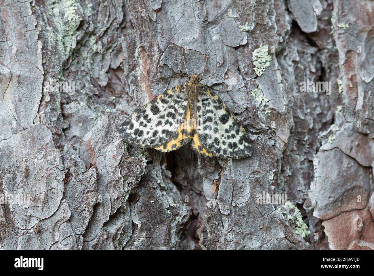 Spotted beauty, Arichanna melanaria resting on pine bark Stock Photo