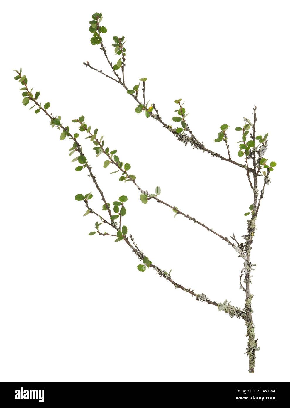 Dwarf birch, Betula nana twig with leafs isolated on white background Stock Photo