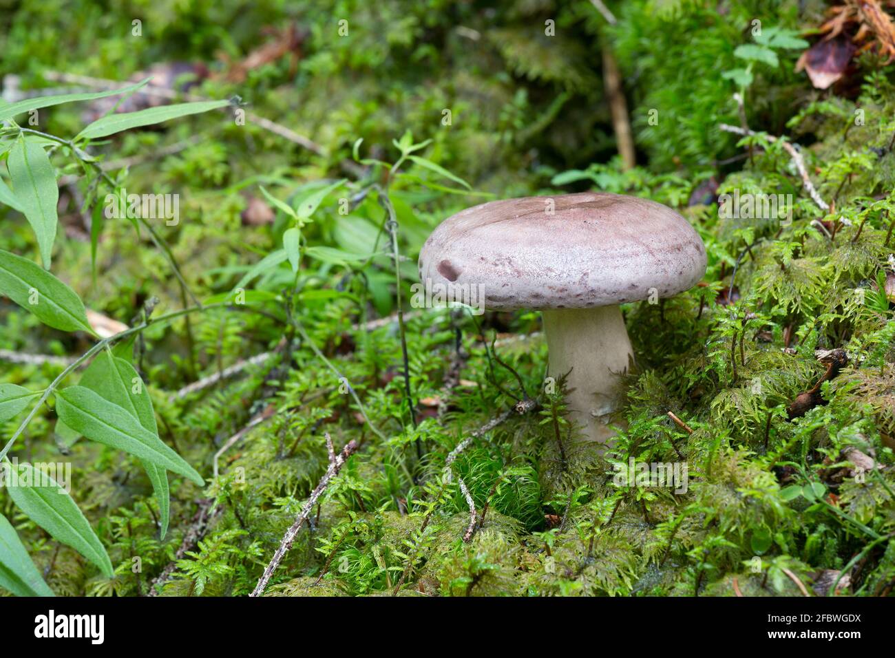 Mushroom, Lactarius trivialis growing among moss Stock Photo