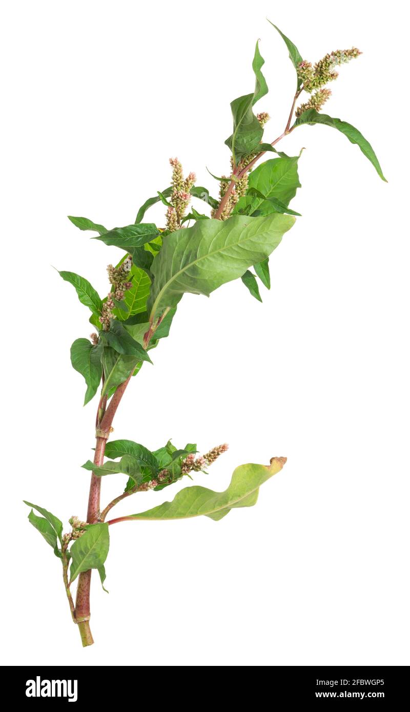 Knotweed, Persicaria plant isolated on white background Stock Photo