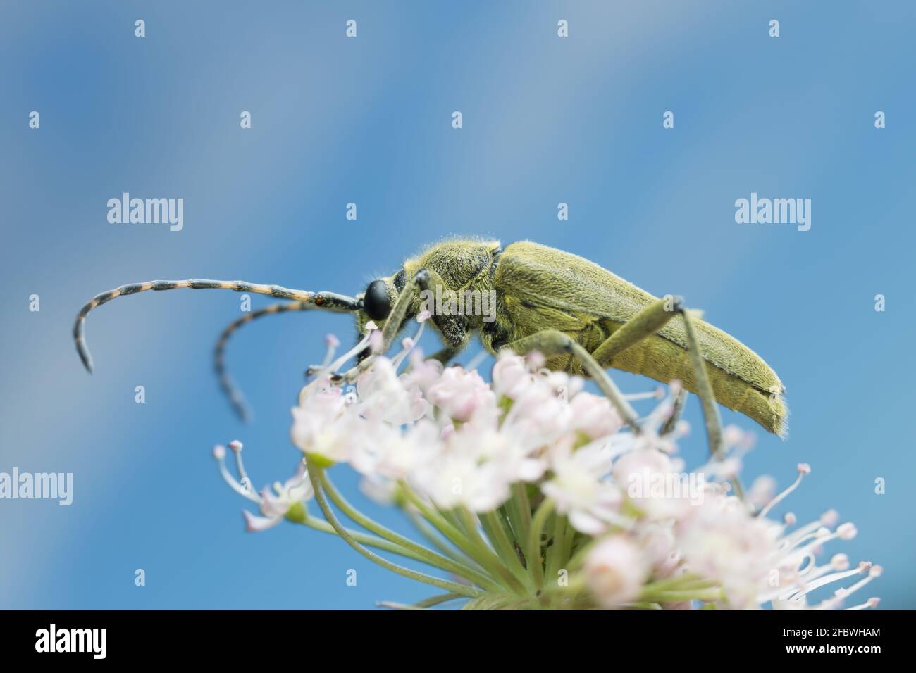 The longhorn beetle Lepturobosca virens feeding on plant, blue sky in the background Stock Photo