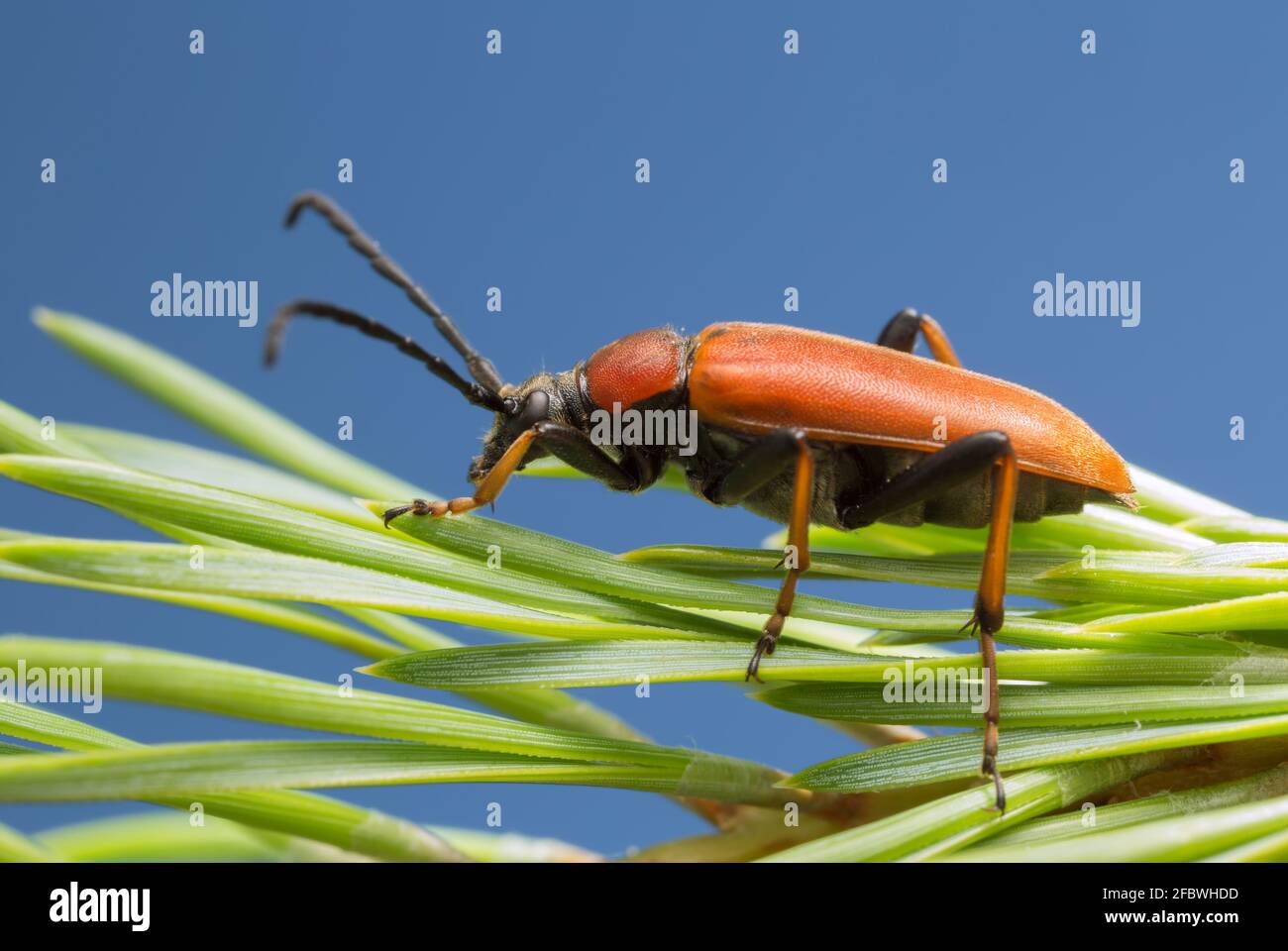 Female red-brown longhorn beetle, Stictoleptura rubra on pine needle, copyspace in the photo Stock Photo