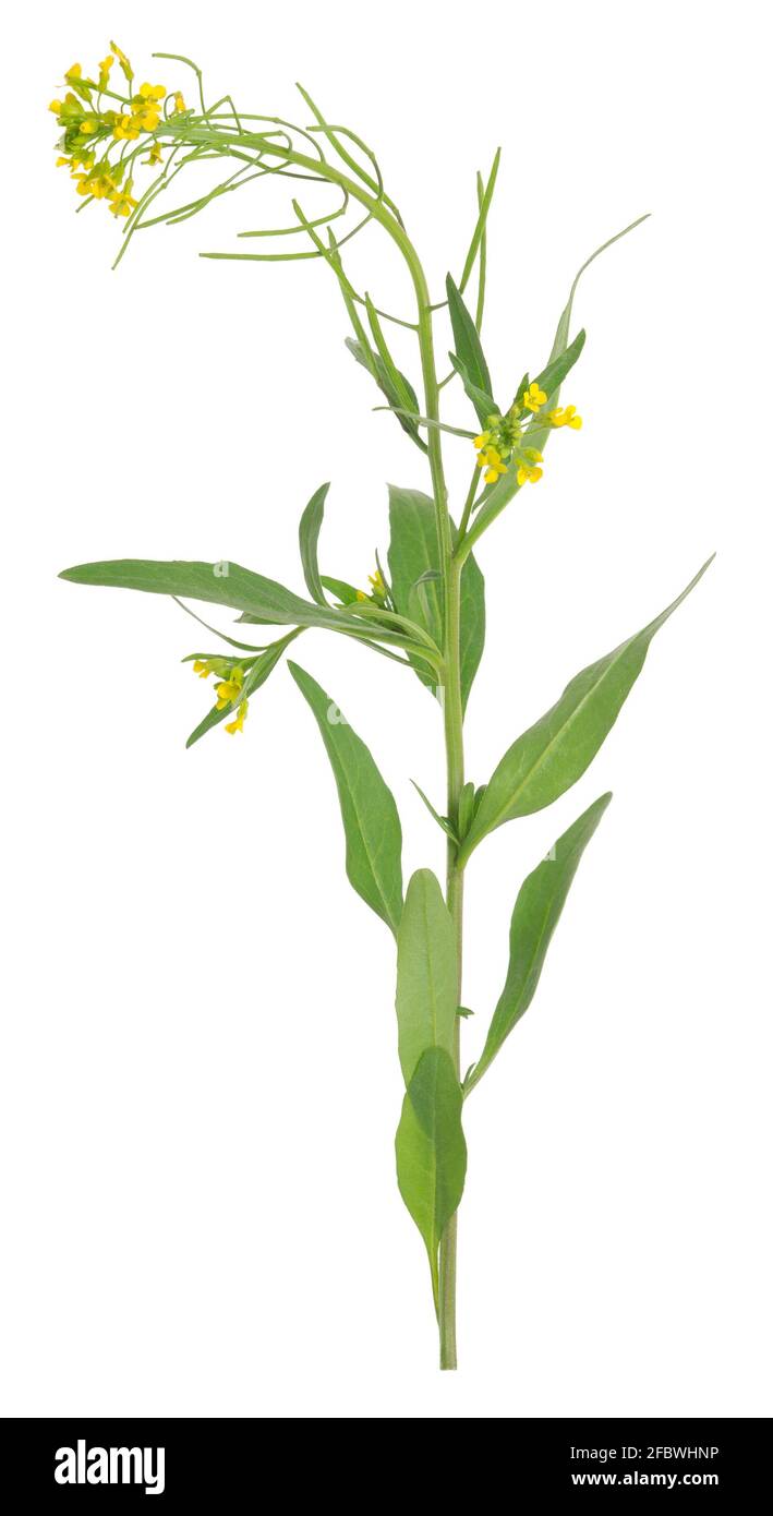Treacle Mustard, Erysimum cheiranthoides isolated on white background Stock Photo