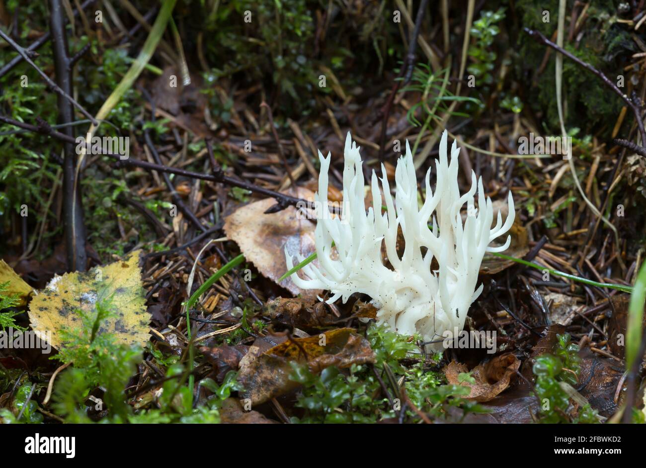 White coral, Ramariopsis kunzei growing in wet environment Stock Photo