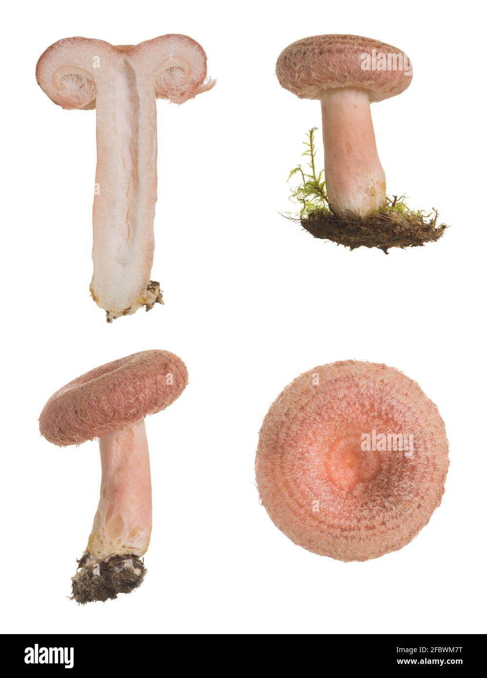 Collection wooly milkcap, Lactarius torminosus isolated on white background Stock Photo