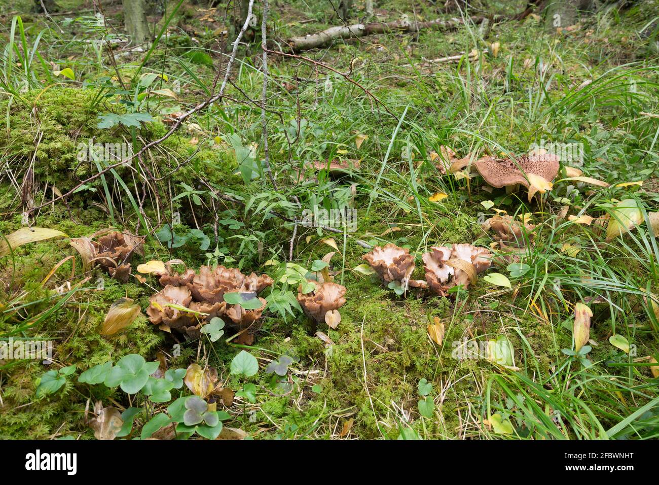 Violet chanterelle, Gomphus clavatus and scaly hedgehog, Sarcodon imbricatus growing among moss and liverleafs, Hepatica nobilis Stock Photo