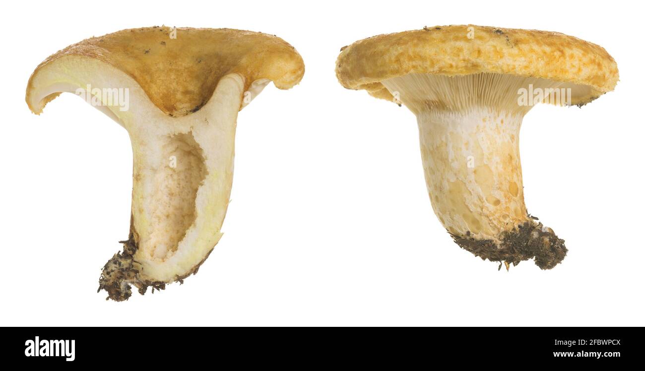 Edible mushroom Terracotta hedgehog, Hydnum rufescens isolated on white background Stock Photo