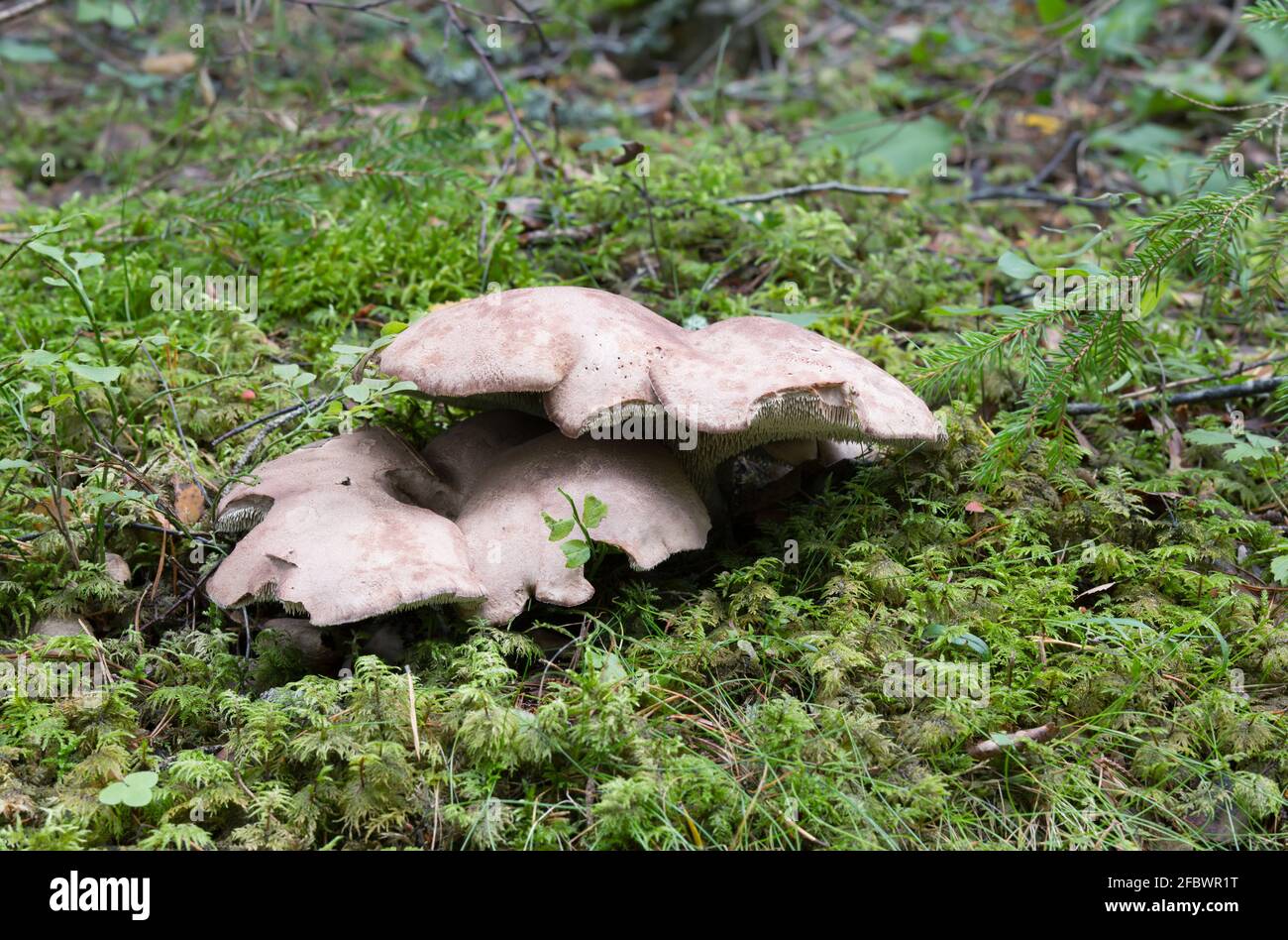 Tooth fungus, Sarcodon leucopus growing among moss Stock Photo