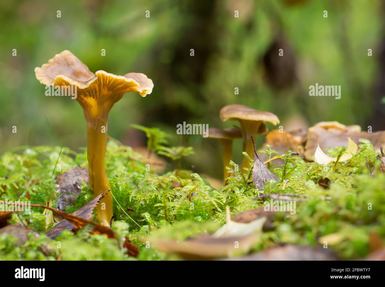 Funnel chanterelle, Craterellus tubaeformis growing among moss Stock Photo