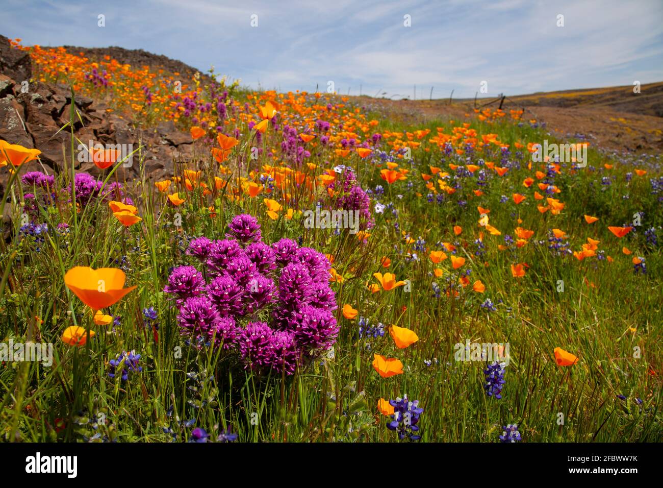 Spring Wildflowers in North California Stock Photo