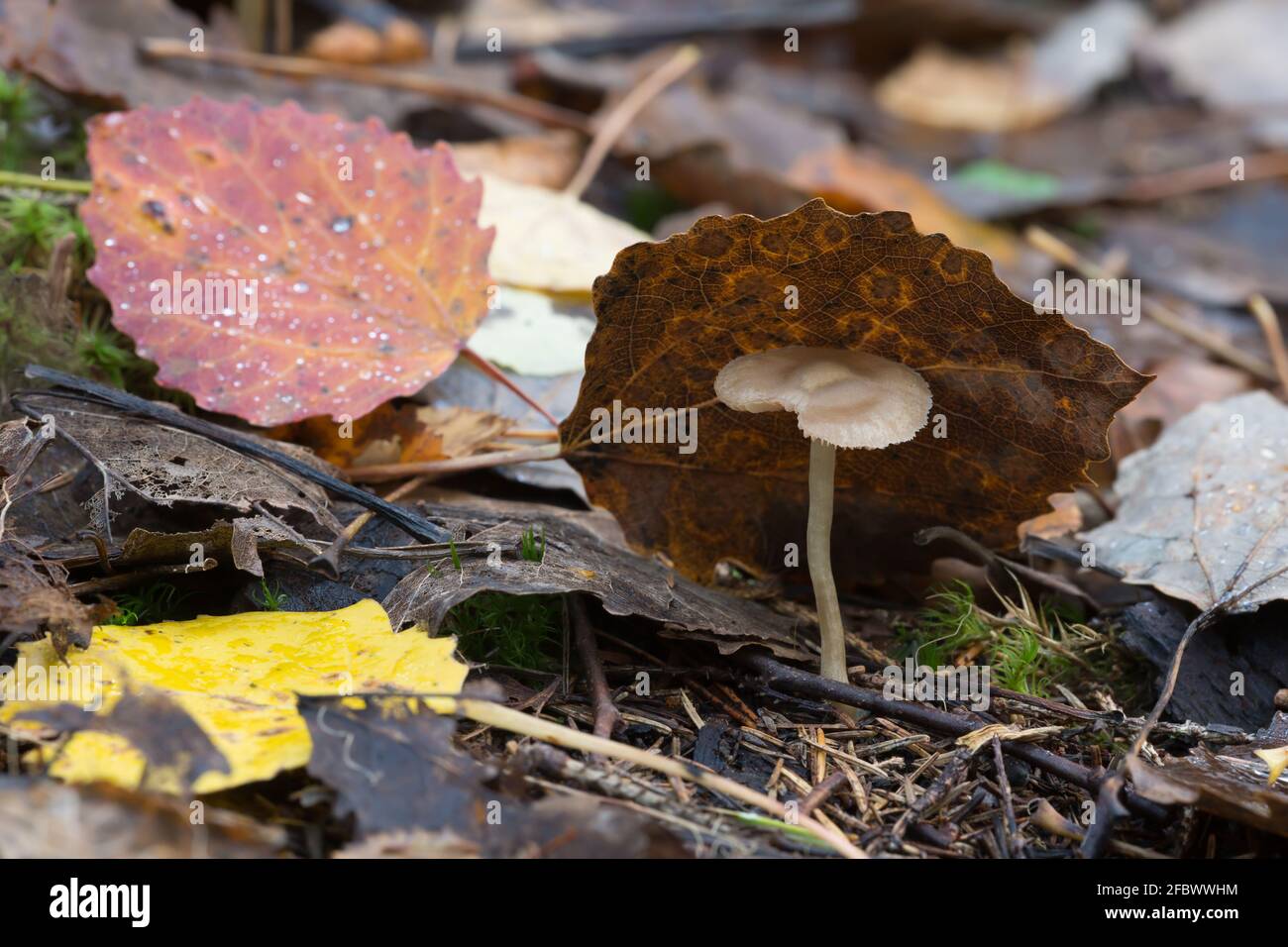 Mycena mushroom growing among aspen leafs in autumn Stock Photo