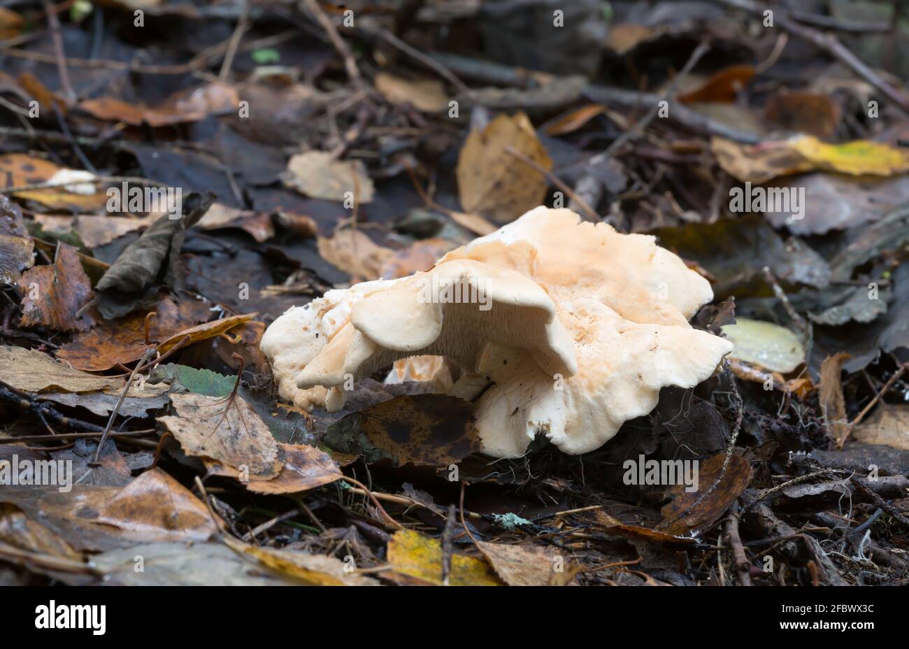 Edible mushroom wood hedgehog, Hydnum repandum growing among leafs Stock Photo