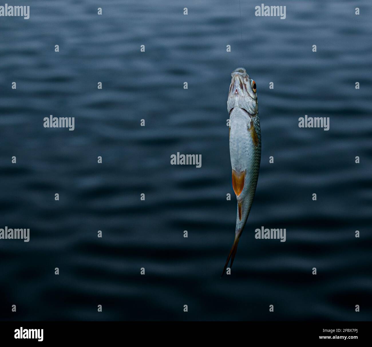 Fishing. Just caught fish on a fishing line and a hook on the