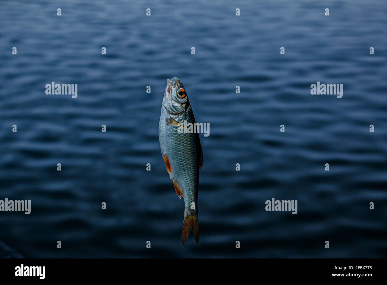 Just caught fish hires stock photography and images Alamy