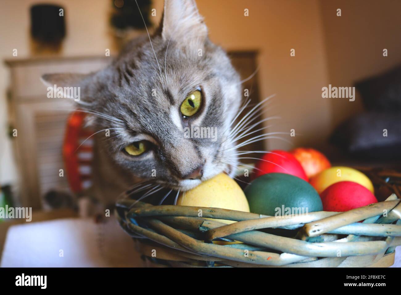 Gray cat eating Easter eggs Stock Photo