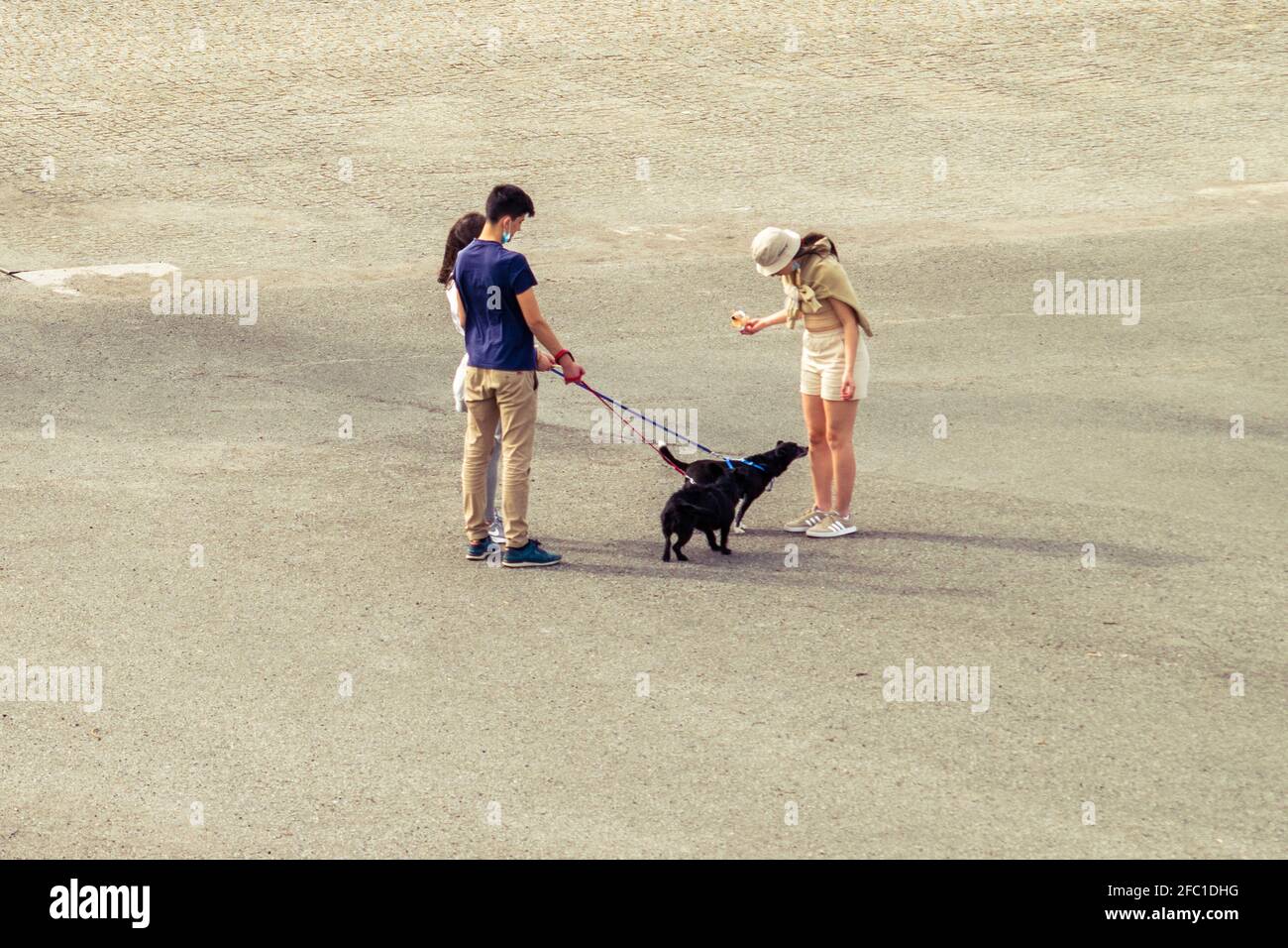 Couple walking dogs and interacting with another person with one dog sniffing the person or couple fighting over dog. Dog walking im group. Stock Photo