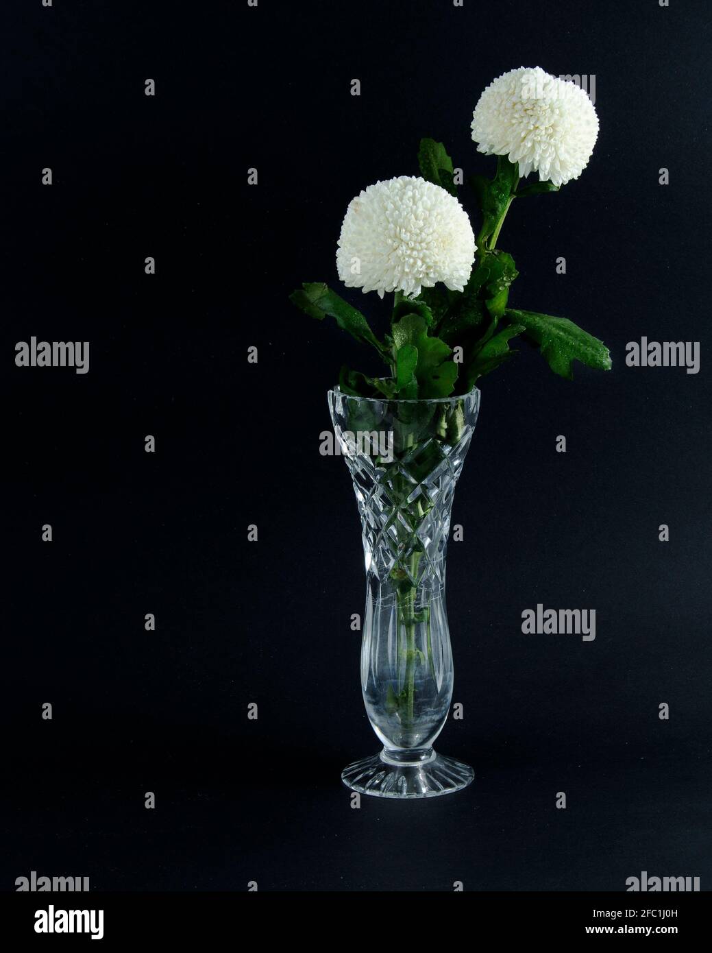 Two solitary pretty white Pom Pom Mums Chrysanthemum flowers in a crystal vase closeup on black background. Beauty in nature image. Stock Photo