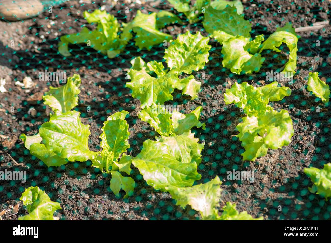 Lettuce, leafy vegetable production, agriculture protected with a net on a sunny day, gardening teaching Stock Photo