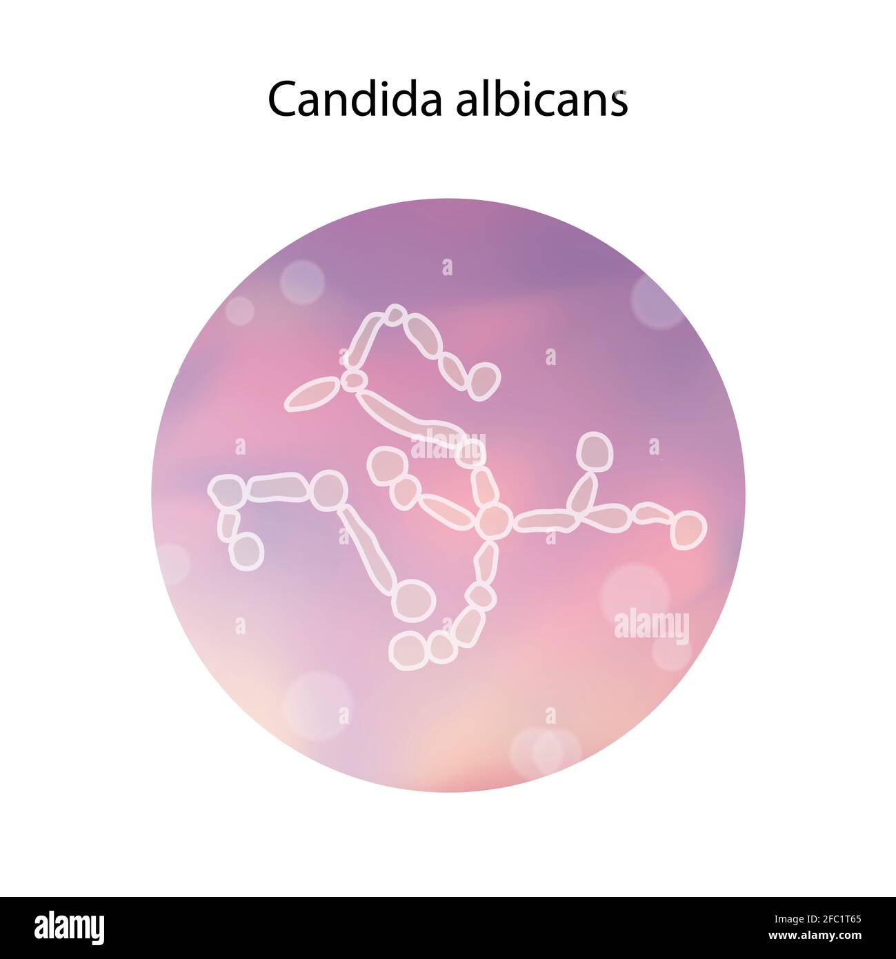 Candida albicans, illustration Stock Photo
