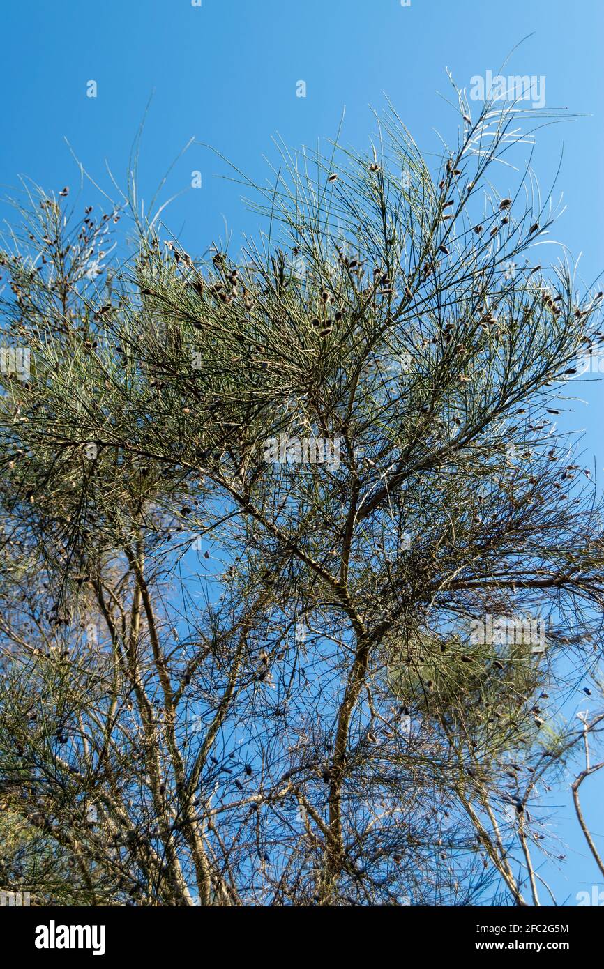 Genisteae or broom or gorse with blue sky on background Stock Photo