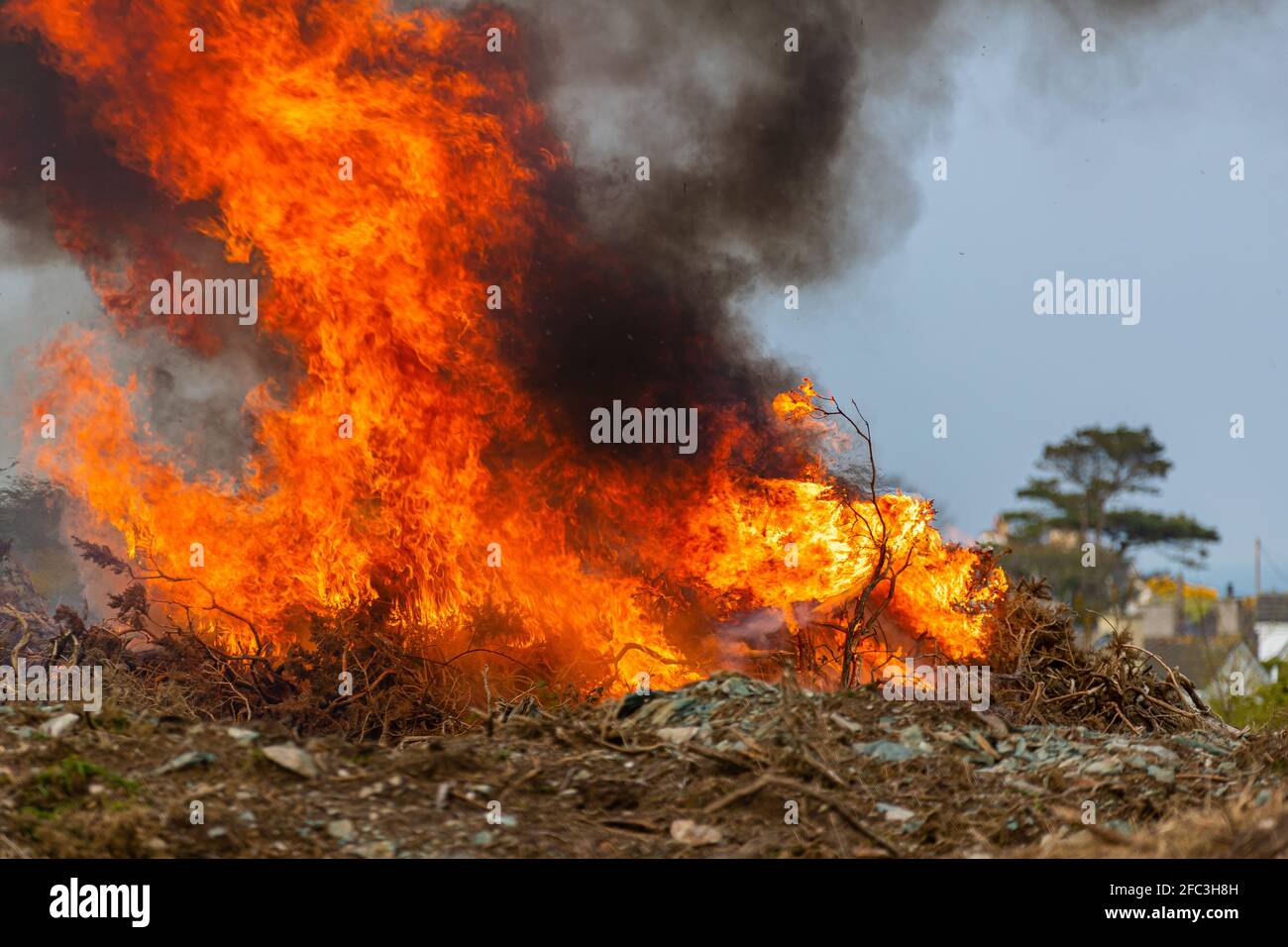 Gorse burning. Stock Photo