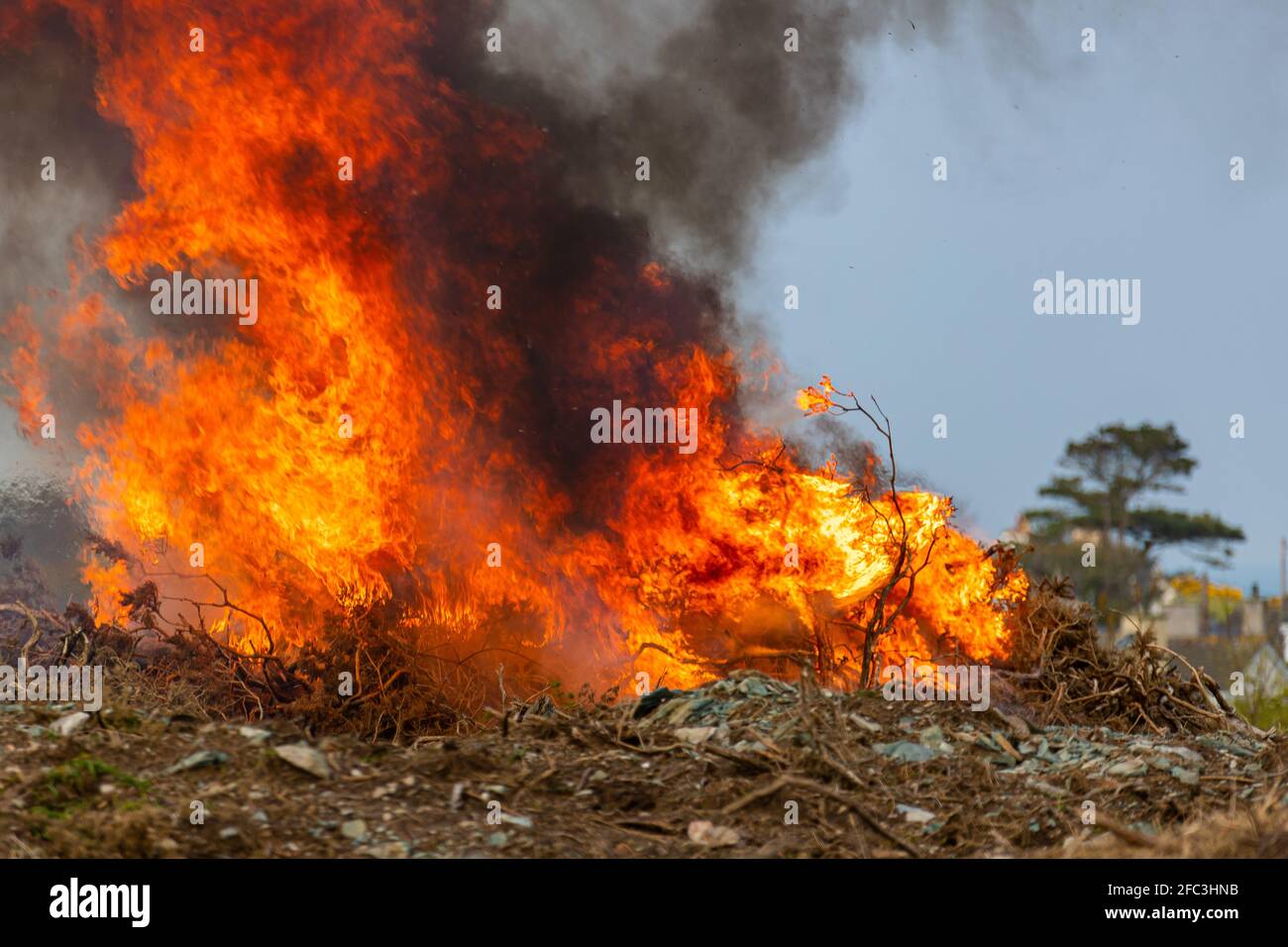Gorse burning. Stock Photo
