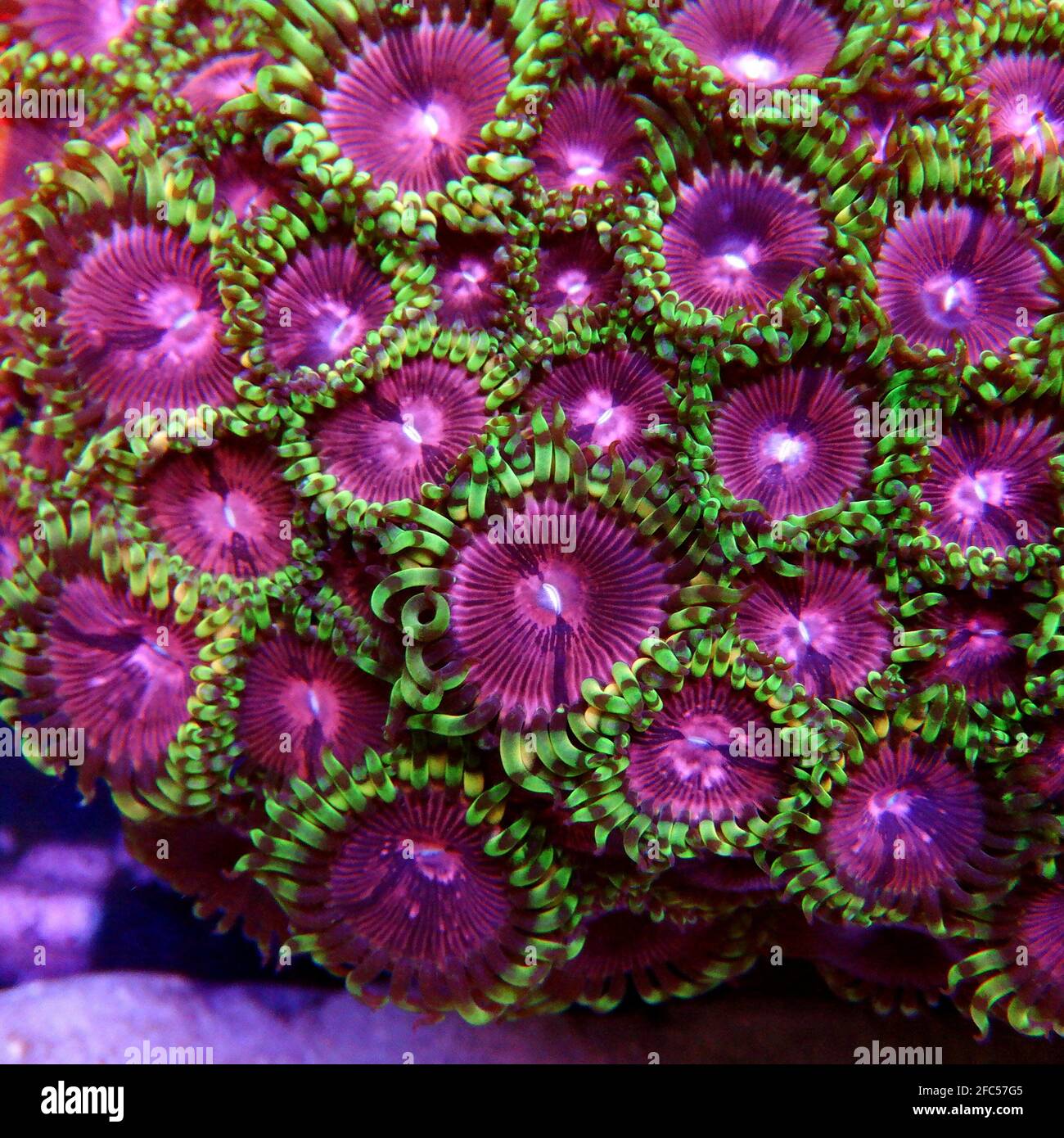 Pink Diamond rare Zoanthids colony polyps Stock Photo Alamy