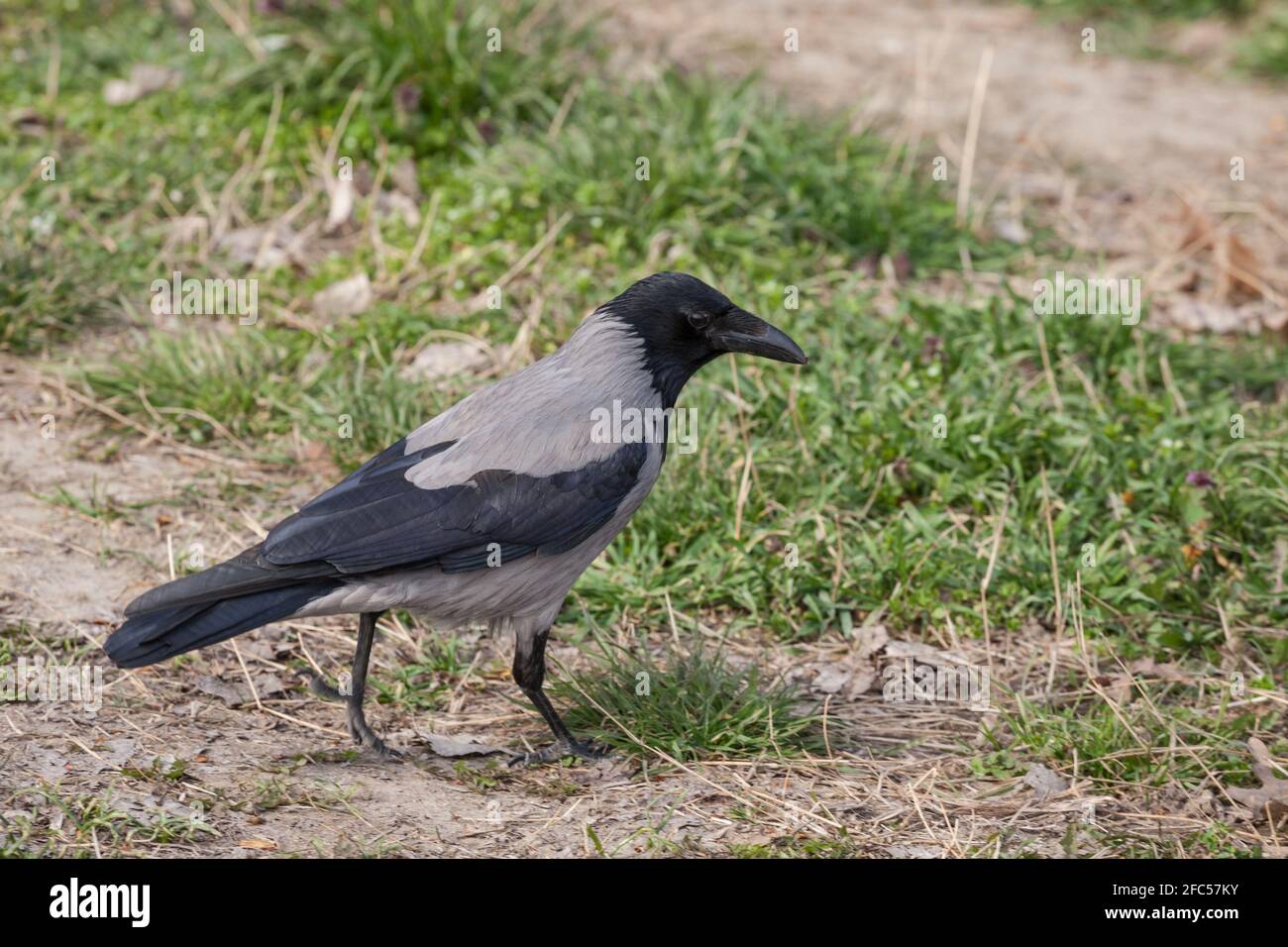 Focus on a hooded crow, a black and grey crow bird from the corvidae family, also called Corvus Cornix, standing on grass in Belgrade, Serbia.  Pictur Stock Photo