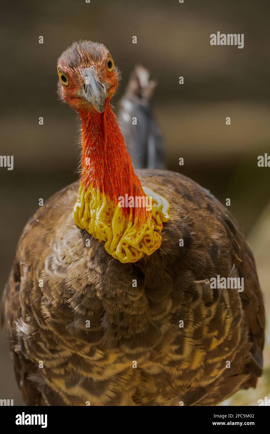 Australian Bush Turkey looking gormless Stock Photo