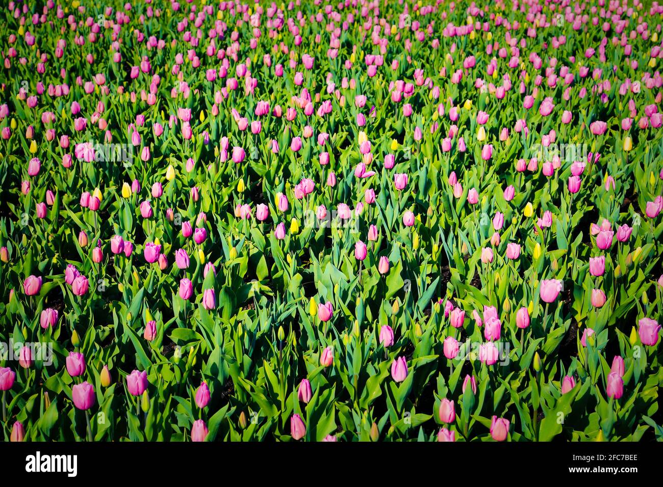 Tulip field in britzer garten hires stock photography and images Alamy