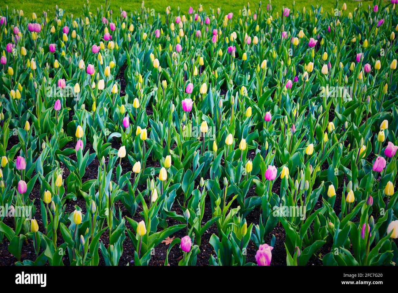 Tulpen auf einer Tulpenwiese im Britzer Garten in Berlin. Tulips on a tulip meadow in Britzer Garten Berlin, Germany. Stock Photo