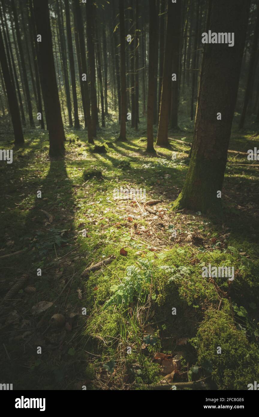 Vertical shot of the sun shining through the trees in the forest Stock ...