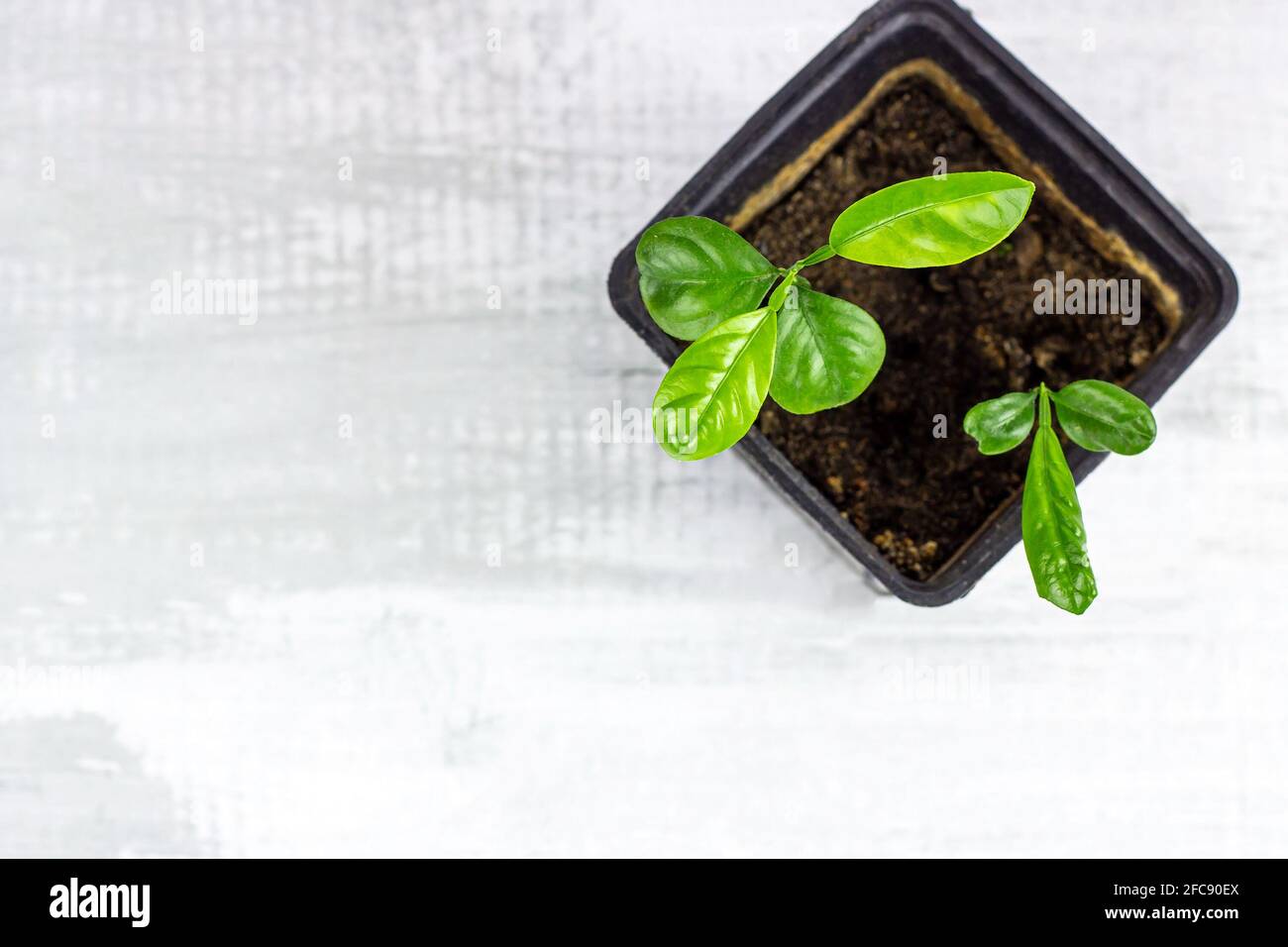 Top view of fresh green Fortunella margarita (Citrus reticulata) house plant little seedlings in the black flower pot on light background with copy sp Stock Photo
